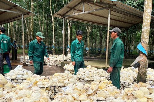 Hành trình vươn xa của cây cao su ViệtBài 2: Cuộc sống đổi thay cùng dòng 'vàng trắng'