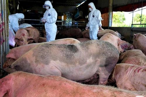 TP Đà Nẵng và Quảng Ngãi: Ngăn chặn tình trạng lợn chết thả kênh và bán tháo