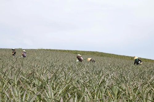 'Dãi nắng' trên đồi thơm