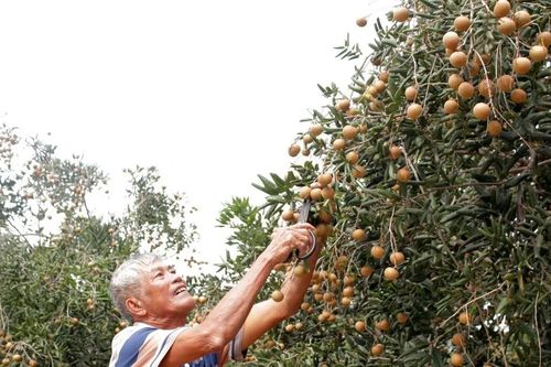 Vùng chuyên canh nhãn xuồng nổi tiếng ở TPHCM