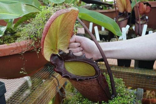 Loài cây ăn thịt khủng khiếp nhất, 'nuốt' cả thằn lằn sống
