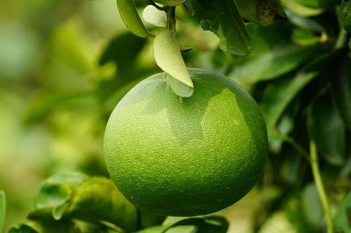 Biến vỏ cam thành dược liệu quý