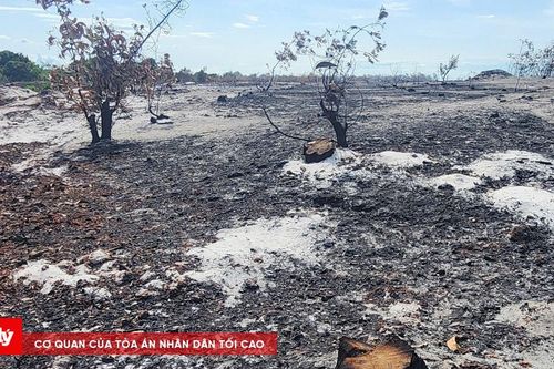 Huế: Cháy rừng dữ dội, gần 400 người tham gia dập lửa