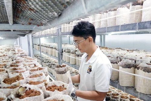 Chàng trai Cần Thơ bỏ việc nghìn đô về quê trồng đặc sản, ứng dụng công nghệ cao