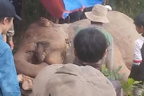 Phát hiện một cá thể voi cái chết trong rừng ở Đắk Lắk