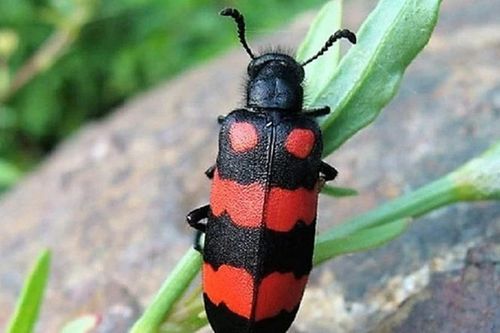 Sâu ban miêu chứa chất độc gì khiến người ăn bị ngộ độc và tử vong?
