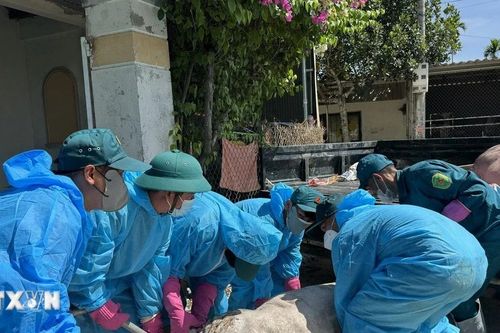Dịch tả lợn tại Quảng Ngãi: Người dân phải nộp phí để đưa lợn bệnh đi tiêu hủy