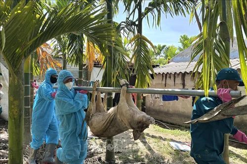Người dân Quảng Ngãi phản ánh việc phải nộp phí đưa lợn nhiễm bệnh đi tiêu hủy