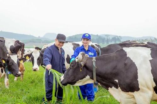 Mộc Châu Milk lội dòng tăng trưởng, đẩy mạnh đầu tư cho tổ hợp thiên đường sữa
