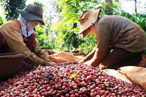 Xuất khẩu cà phê sang Mỹ tăng mạnh, động lực nào cho nửa cuối năm 2025?