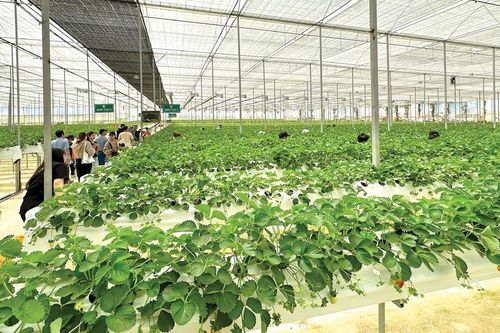 'Mỏ vàng' du lịch nông nghiệp
