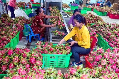 Tiêu thụ chéo