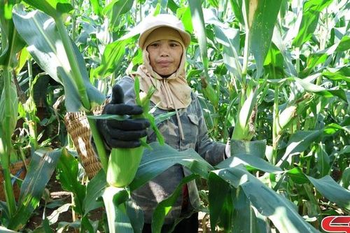 Mùa ngô ngọt Chiềng Sung