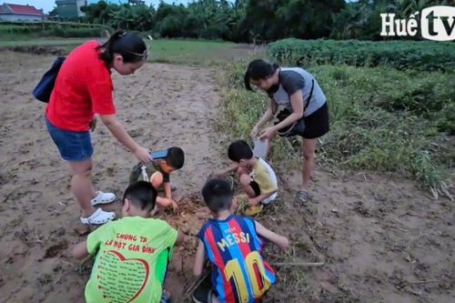 Đưa con đi mót đậu phụng