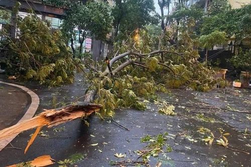 Dông lốc làm ngã đổ nhiều cây cối tại Hà Nội