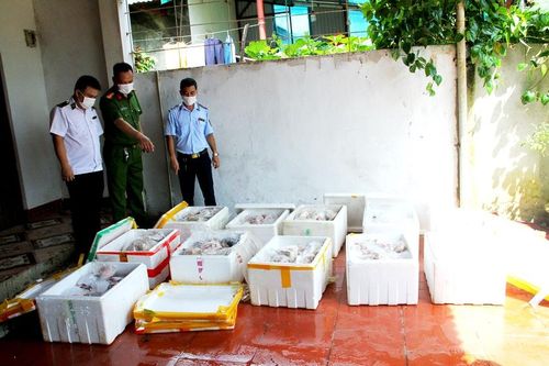 Tiêu hủy hơn 400kg thịt lợn bốc mùi hôi thối trong khu dân cư
