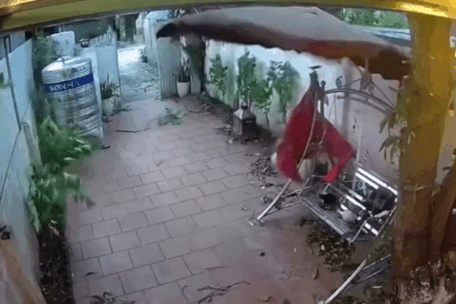 Cành xoài gãy suýt trúng người, camera ghi cảnh thót tim