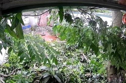 Nhánh cây gãy chỉ một phút sau khi người nhà vừa rời sân