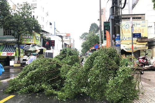 Mưa lớn kèm dông lốc, gió giật khiến nhiều cây xanh gãy đổ ở TP Hồ Chí Minh
