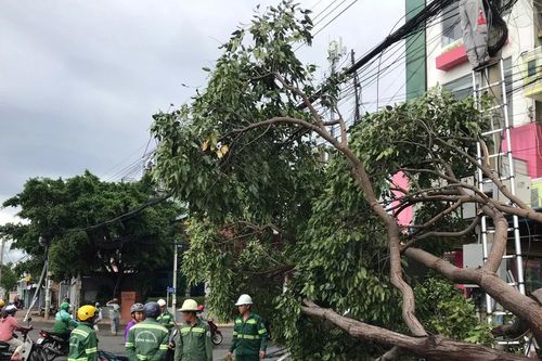 Cây xanh bật gốc trong cơn mưa lớn ở TP HCM và Lâm Đồng