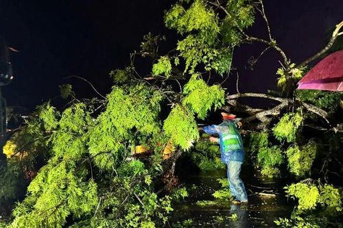 Người đàn ông tử vong do cây phượng gãy đổ trong mưa lớn