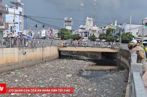 Cá sấu bất ngờ xuất hiện ở TP.HCM