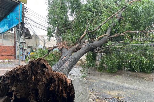 Gió lốc làm cây xanh, cột điện ngã đổ, nhiều phòng trọ tốc mái ở TP HCM