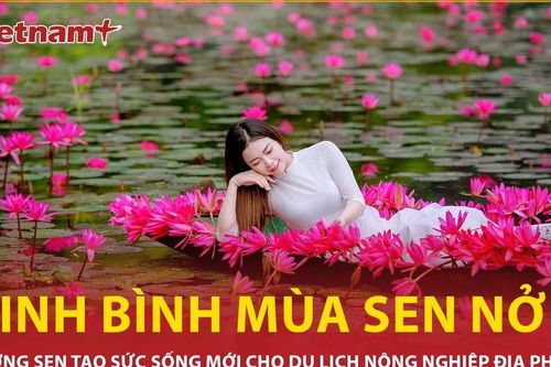 Mùa sen nở rộ thu hút du khách đến với vùng non nước hùng vĩ Ninh Bình