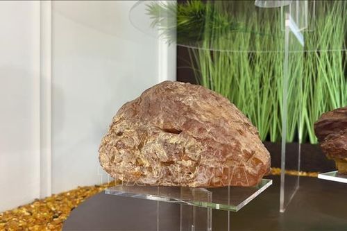 Chạm tay vào những 'bảo vật' hổ phách