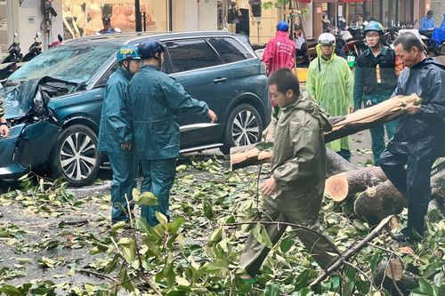 TP Hồ Chí Minh: Cây đổ hàng loạt tại do mưa lớn kèm gió giật mạnh