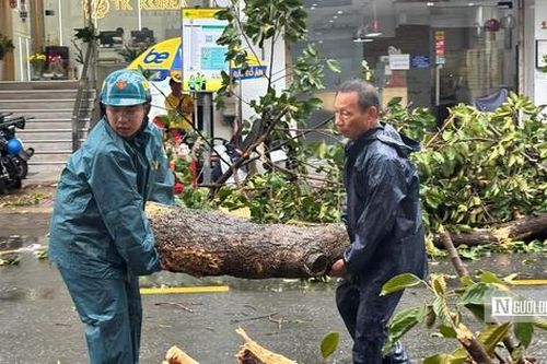 Tp.HCM: Cây to lâu năm gãy đổ đè phương tiện lưu thông trên đường