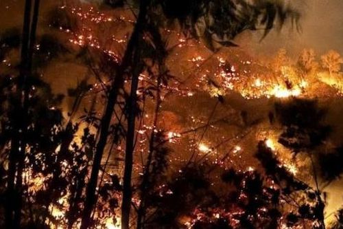 Đà Nẵng: Khống chế đám cháy xuyên đêm gây thiệt hại 10ha rừng