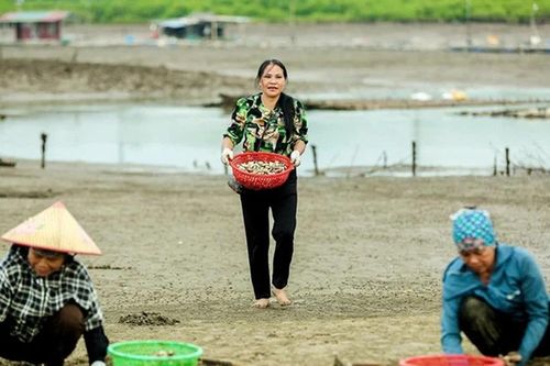 Vất vả nghề cào ngao
