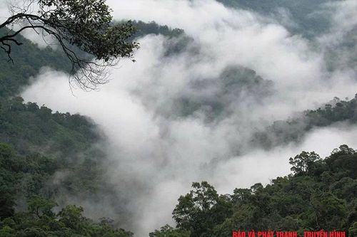 Đỉnh Pù Gió trong mây...