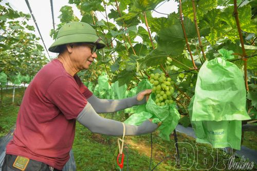 Tín hiệu vui từ du lịch nông nghiệp