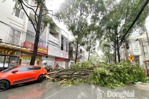 Mưa lớn kèm dông lốc do ảnh hưởng bão số 3, cây xanh đổ chắn đường tại một số phường trung tâm