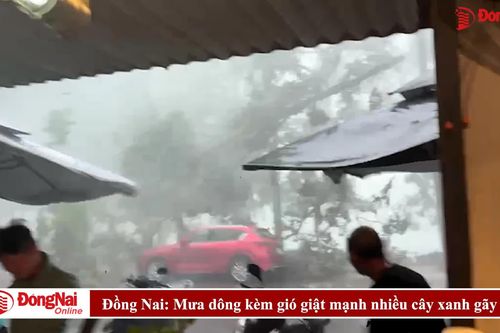 Đồng Nai: Mưa dông kèm gió giật mạnh nhiều cây xanh gãy đổ