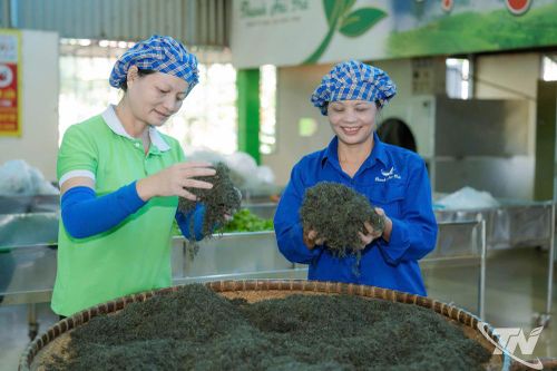 Phân bón ủ từ trứng gà: Bổ sung dinh dưỡng cho cây chè