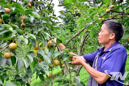 Nâng giá trị cây trồng đặc sản các xã phía Bắc