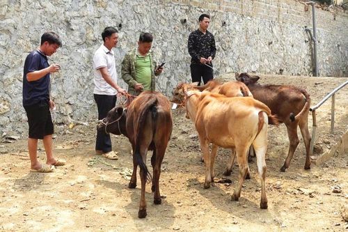 Tạo sinh kế từ chương trình 'Ngân hàng bò'