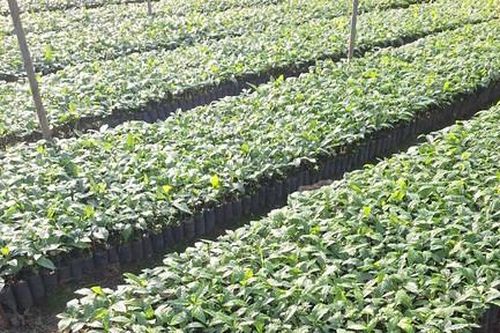 Xã vùng cao tổ chức đại hội Đảng, không nhận hoa chúc mừng, chỉ nhận cây giống