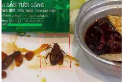 Xử phạt nhà hàng tại Quy Nhơn bị thực khách phát hiện có gián trong món ăn