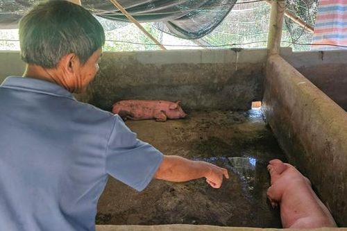 Huế tăng cường phòng chống dịch sau khi một xã có nhiều con lợn chết