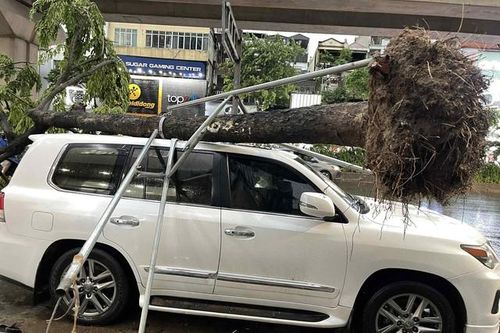 Ai sẽ phải chịu trách nhiệm khi cây đổ đè trúng ô tô sau dông lớn?
