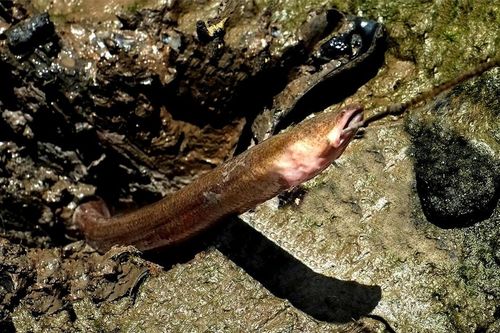 Cách bắt lịch độc đáo của người dân Mũi Cà Mau