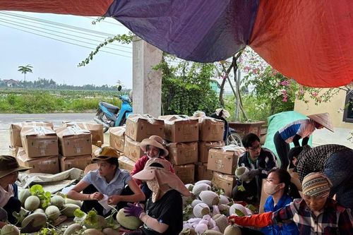 Hải Phòng: Kêu gọi 'giải cứu' dưa lưới trước bão