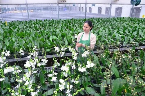 Tái cơ cấu nông nghiệp: Kiến tạo những hành lang xanh cho Thủ đô