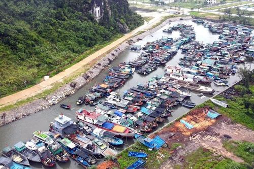 Quảng Ninh đưa tàu thuyền về nơi tránh trú an toàn, sẵn sàng ứng phó bão số 3