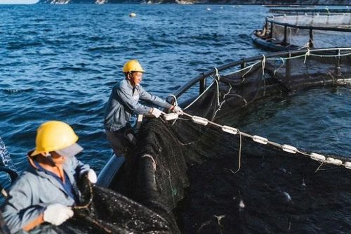 Người nuôi trồng thủy sản thích ứng thiên tai