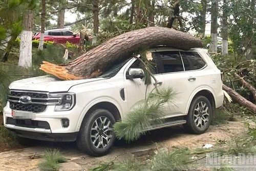 Thông cổ thụ ở Đà Lạt đổ ngã, đè lên ô-tô con, gây thiệt hại nặng